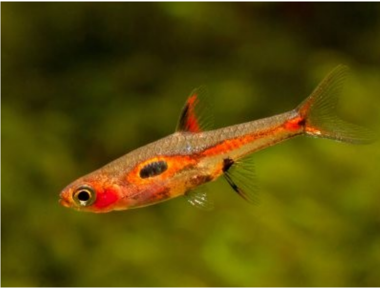 Phoenix Rasbora